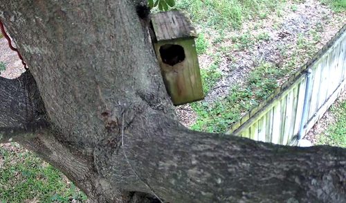 Customer-submitted Reolink Argus PT Ultra view of an owl nesting box in a tree
