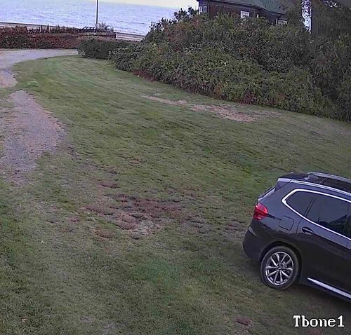Reolink Go Plus customer-submitted view across a lawn and driveway