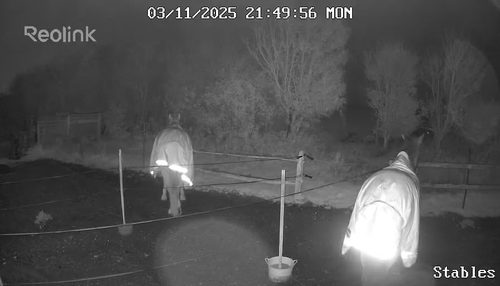Reolink Go PT Plus customer nighttime view of horses in a paddock