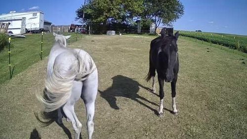 RUNOFAST iCam Q8 4G customer-submitted view of horses in a paddock